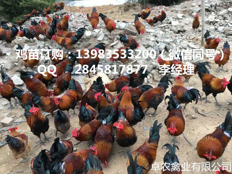 沿河香鸡苗批发价格 沿河哪里有正宗香鸡苗3号供应  香鸡苗供应  正宗香鸡苗价格  香鸡苗供应商