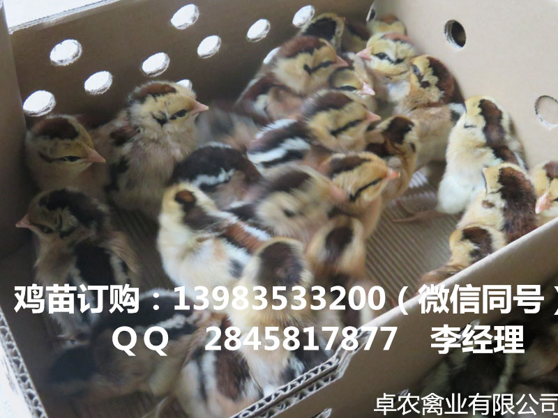 沿河香鸡苗批发价格 沿河哪里有正宗香鸡苗3号供应  香鸡苗供应  正宗香鸡苗价格  香鸡苗供应商