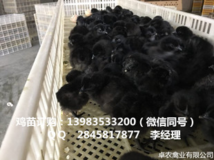 桐梓黑鸡苗批发价格 遵义正宗黑鸡苗养殖技术跟踪  黑鸡苗图片  黑土鸡苗养殖技术  黑鸡苗行情
