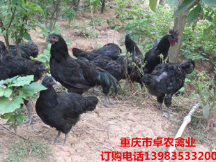 桐梓黑鸡苗批发价格 遵义正宗黑鸡苗养殖技术跟踪  黑鸡苗图片  黑土鸡苗养殖技术  黑鸡苗行情