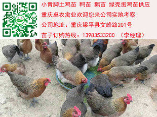在重庆巫山地区养殖土鸡苗如何做到更好的补饲和补水  香鸡苗批发价格  正宗土鸡苗市场  土鸡苗行情