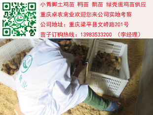 在重庆巫山地区养殖土鸡苗如何做到更好的补饲和补水  香鸡苗批发价格  正宗土鸡苗市场  土鸡苗行情