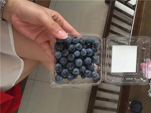 蓝莓,江苏康泉农业,蓝莓采摘  蓝莓供应  蓝莓亲子采摘