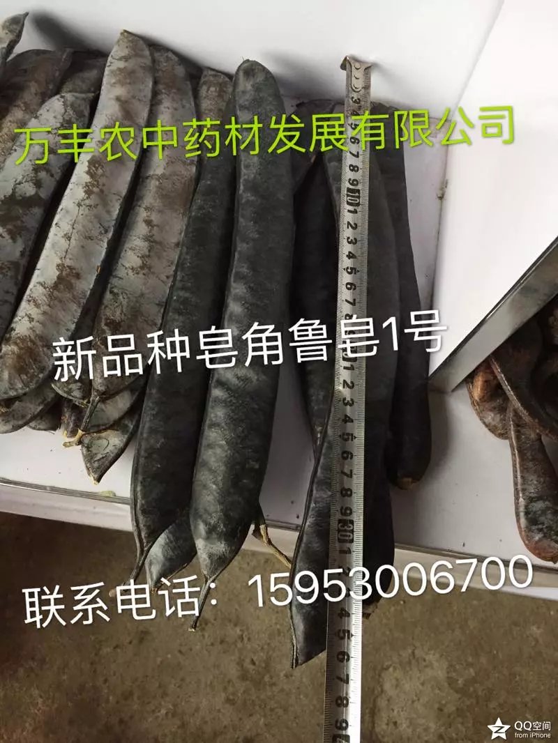 皂角籽。苗、树 鲁皂一号  山东皂角种苗  四川皂角种苗  贵州皂角种苗