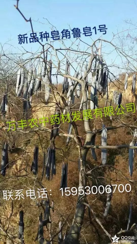 皂角籽、苗、树  鲁皂一号  皂角树