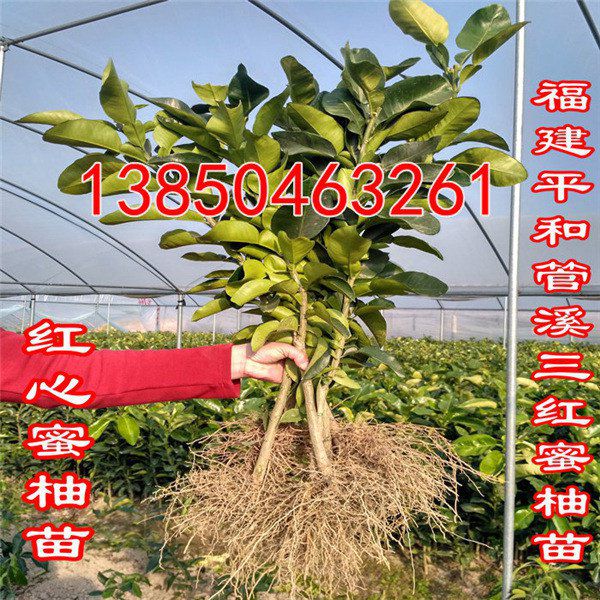 黄肉蜜柚树苗那里有  厂家价格