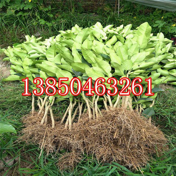 红肉蜜柚树苗  厂家价格