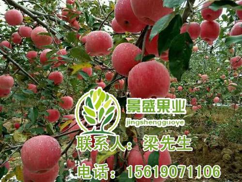 洛川有机苹果批发,重庆市洛川有机苹果,景&nbsp;&nbsp;洛川有机苹果价格&nbsp;&nbsp;洛川有机苹果产业