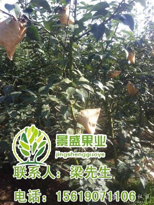 散装洛川有机苹果,上海市洛川有机苹果,景&nbsp;&nbsp;礼盒洛川有机苹果&nbsp;&nbsp;洛川有机苹果价格