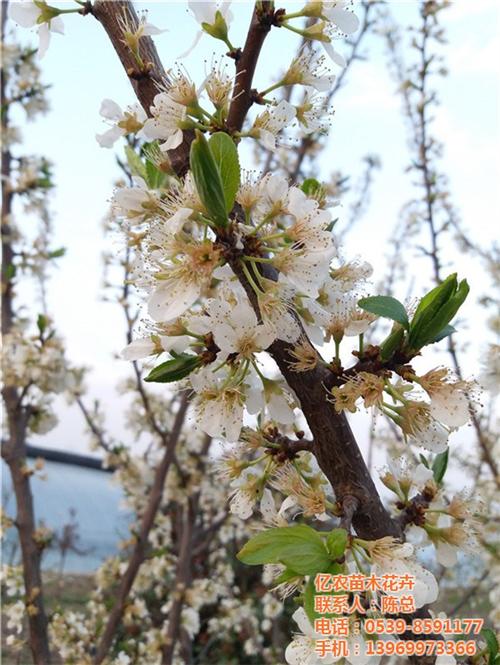 十大花卉种植基地、卉种植基地、亿农苗木花&nbsp;&nbsp;哪里有花卉种植基&nbsp;&nbsp;盆景花卉种植基地
