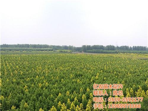 园艺苗木花卉,苗木花卉,亿农苗木花卉(多&nbsp;&nbsp;出售苗木花卉&nbsp;&nbsp;苗木花卉市场