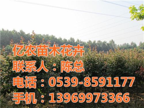 湖北绿化苗木基地_亿农苗木花卉_种植绿化&nbsp;&nbsp;种植绿化苗木基地&nbsp;&nbsp;优质绿化苗木基地&nbsp;&nbsp;品牌绿化苗木基地