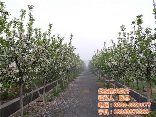 宁夏绿化苗木基地_亿农苗木花卉_品牌绿化&nbsp;&nbsp;果树绿化苗木基地&nbsp;&nbsp;十大绿化苗木基地&nbsp;&nbsp;品牌绿化苗木基地
