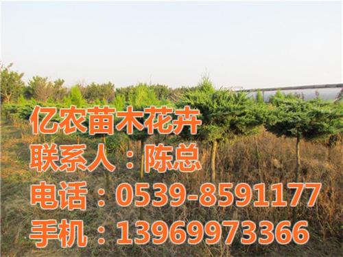 苗木市场|苗木|亿农苗木花卉(查看)&nbsp;&nbsp;工程苗木&nbsp;&nbsp;2017年苗木销