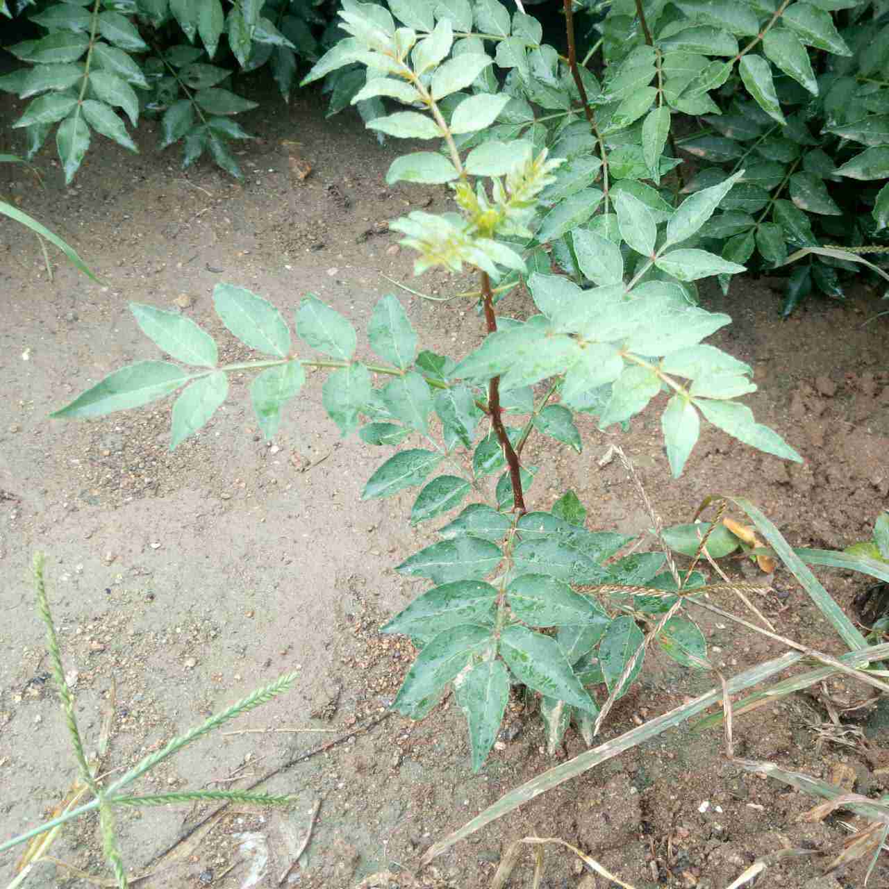 麻味大的花椒苗 青花椒苗价格 批发花椒苗  麻味大花椒苗