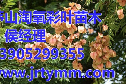 淘氧彩叶苗木合作社,栾树,句容栾树&nbsp;&nbsp;栾树供应商&nbsp;&nbsp;栾树出售