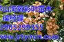 淘氧彩叶苗木合作社,栾树,句容栾树