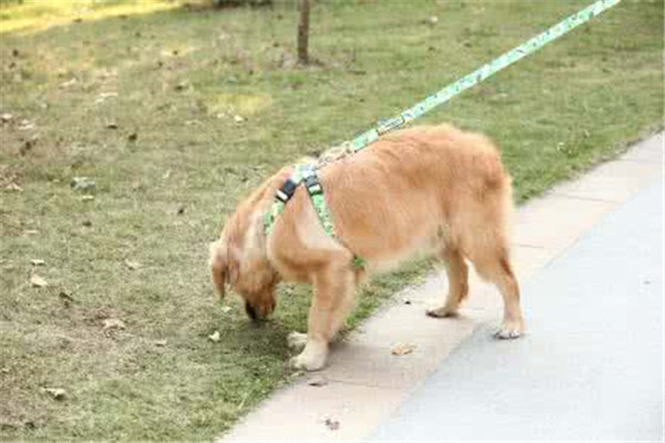 东莞宠物项圈加工  厂家价格