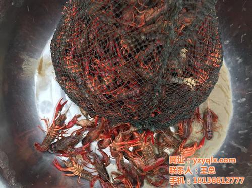 龙虾养殖,元泉湾生态龙虾养殖,龙虾养殖秘&nbsp;&nbsp;龙虾养殖基地&nbsp;&nbsp;龙虾养殖秘诀&nbsp;&nbsp;龙虾养殖生产商