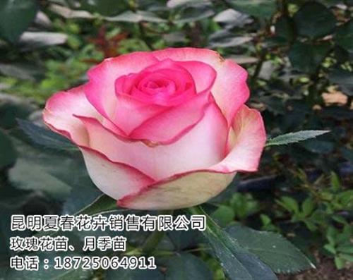 夏春花卉,瑞丽玫瑰苗,玫瑰苗价格&nbsp;&nbsp;玫瑰苗行情&nbsp;&nbsp;玫瑰苗行情报价