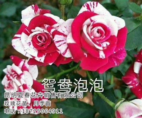 玫瑰苗多少钱一棵_曲靖玫瑰苗_夏春花卉(&nbsp;&nbsp;玫瑰苗报价