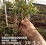 云南玫瑰苗价格多少,云南玫瑰苗,夏春花卉