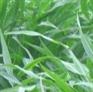春季适合种植的牧草墨西哥玉米
