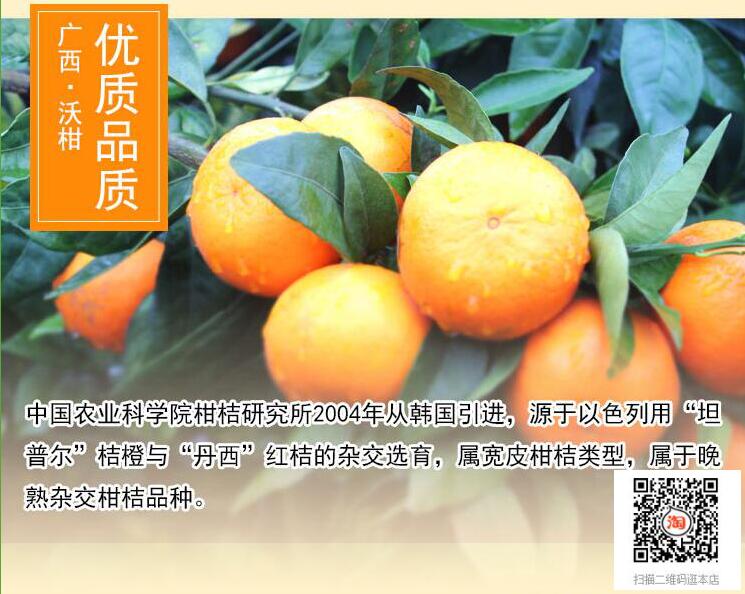 武鸣沃柑正大量上市