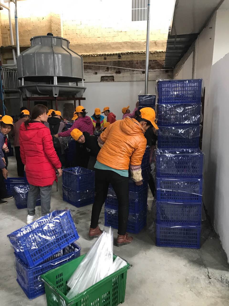 广西武鸣沃柑批发，推荐广西武鸣沃柑