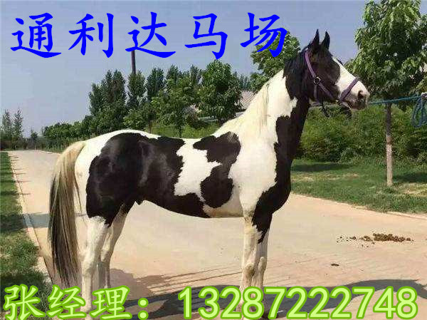 专业养马场出售骑乘马，观光用马，旅游区用马  骑乘马价格  骑乘马图片  骑乘马厂家