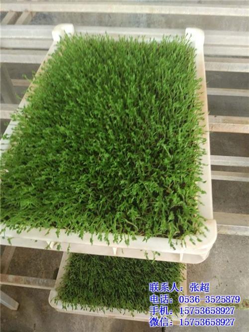 青州豆芽机_豆芽机_青州庆华豆芽机(多图  自动豆芽机