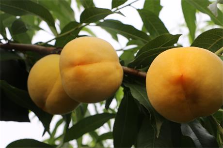 潍坊桃树苗价格【山东桃树苗】新品种桃树苗&nbsp;&nbsp;山东桃苗