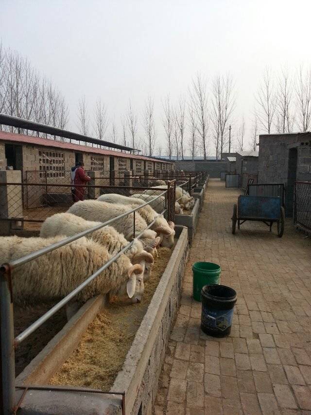 小尾寒羊价格、杜泊羊价格、肉羊价格、绵羊价格  肉牛