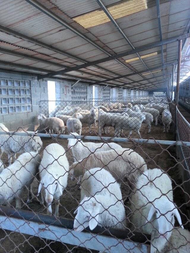 出售纯种小尾寒羊羔羊、杜泊羊羔羊、波尔山羊羔羊  肉羊  肉牛