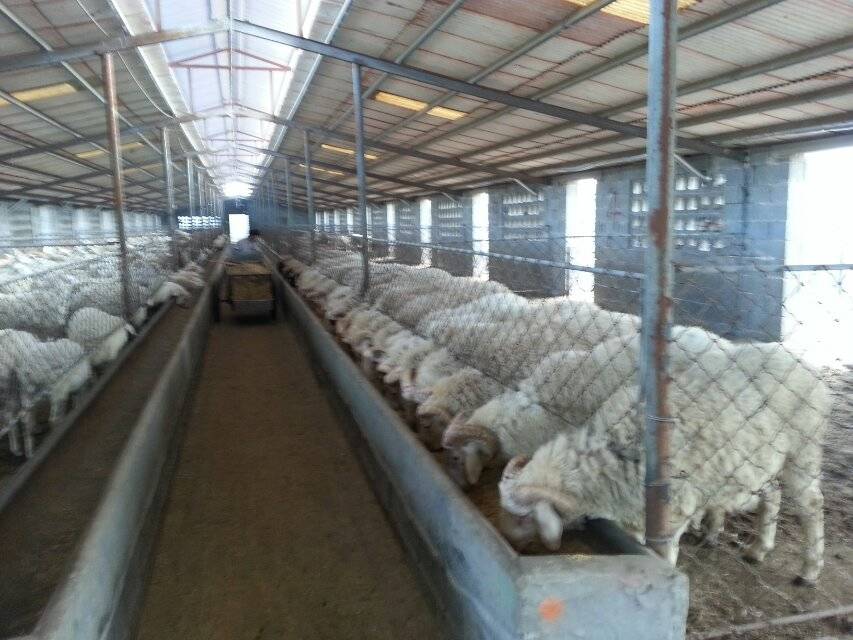 小尾寒羊、杜泊羊、肉羊、山羊、绵羊  肉牛