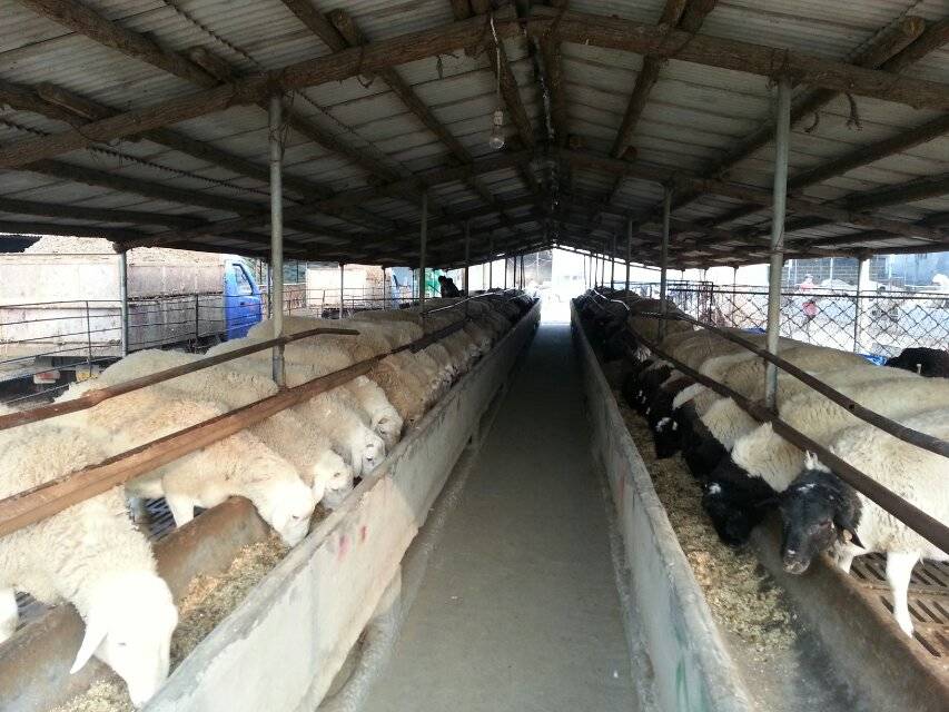 小尾寒羊、杜泊羊、肉羊、山羊、绵羊  肉牛