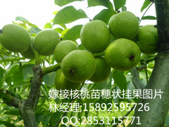 恩施川早核桃苗经济价值  李子苗