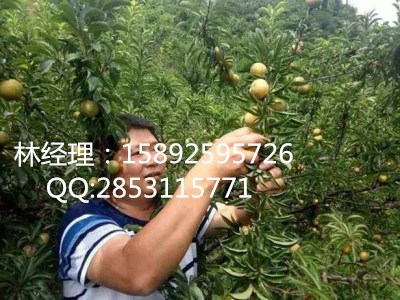 蜂糖李子苗，恩施蜂糖李子苗前景  嫁接李子苗