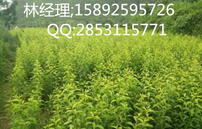 恩施蜂糖李子苗修剪技术  嫁接李子苗