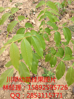 川早核桃苗，恩施川早核桃苗种植