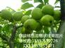 恩施清香核桃苗价格