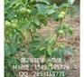 恩施川早核桃苗基地