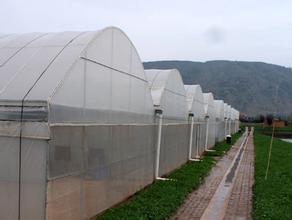 温室大棚设计，广西温室大棚供应&nbsp;&nbsp;温室大棚骨架&nbsp;&nbsp;温室大棚消毒