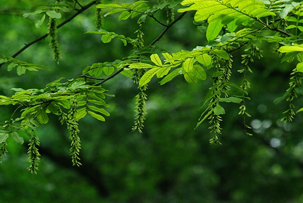 锦州榆树-辽宁贝达葡萄苗供应基地  贝达葡萄长条  占地酒葡萄