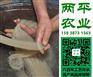 西安正宗红薯粉条原产地保护【两平农业】红薯粉条
