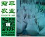 宁波粉条零售【两平农业】红薯粉丝