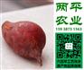 合肥正宗红薯粉条排行榜【两平农业】甘薯粉条