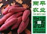 上海粉条新品研发【两平农业】甘薯粉条