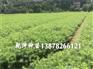 广西优质的杉木小苗 优质杉木苗大量批发
