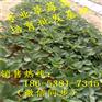 云南楚雄州牛奶草莓苗（苗圃直销）优惠价格